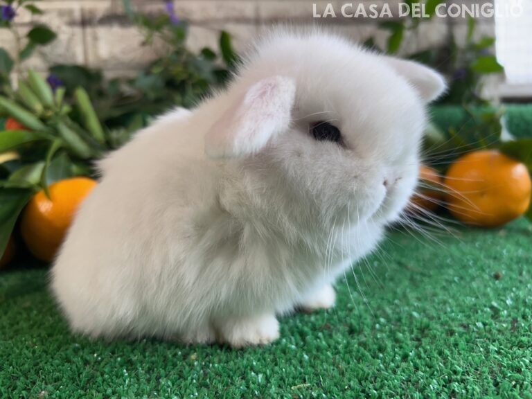 Stupendo cucciolo minilop bianco dagli occhi azzurri