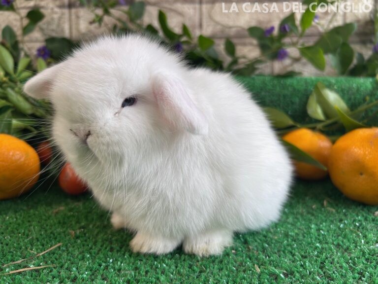 Stupendo cucciolo minilop bianco dagli occhi azzurri