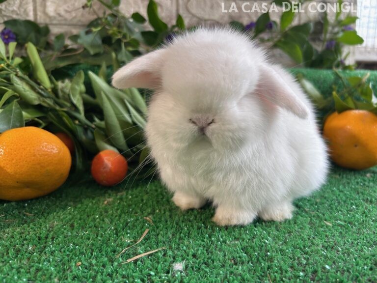 Stupendo cucciolo minilop bianco dagli occhi azzurri