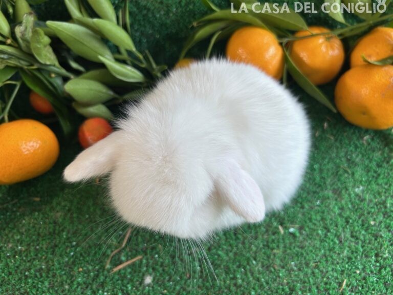 Stupendo cucciolo minilop bianco dagli occhi azzurri