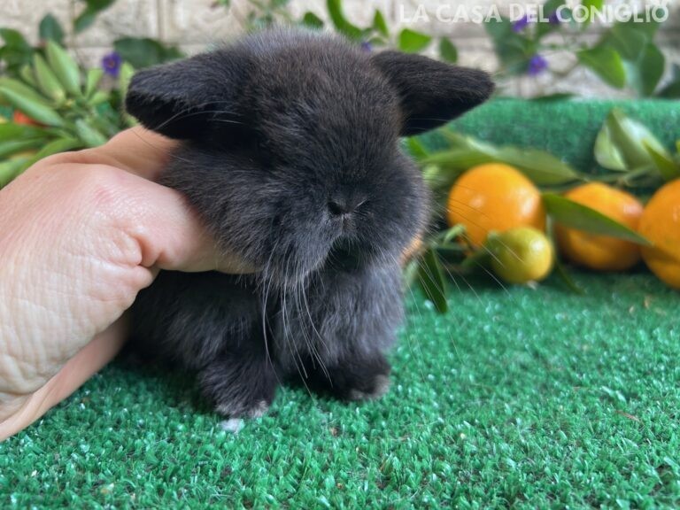 Bellissimo cucciolo minilop dark sable