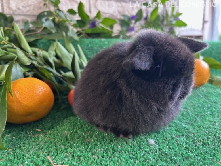 Bellissimo cucciolo minilop dark sable