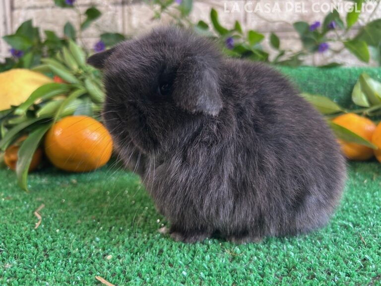 Bellissimo cucciolo minilop dark sable