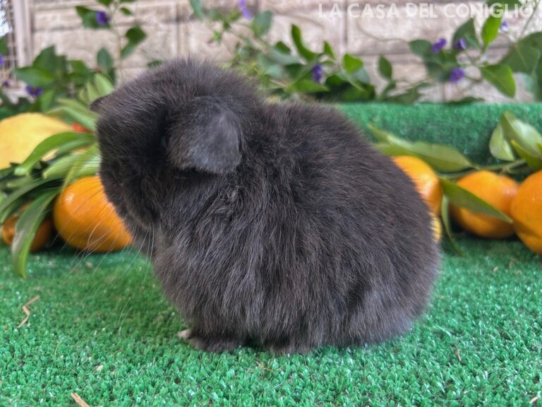 Bellissimo cucciolo minilop dark sable