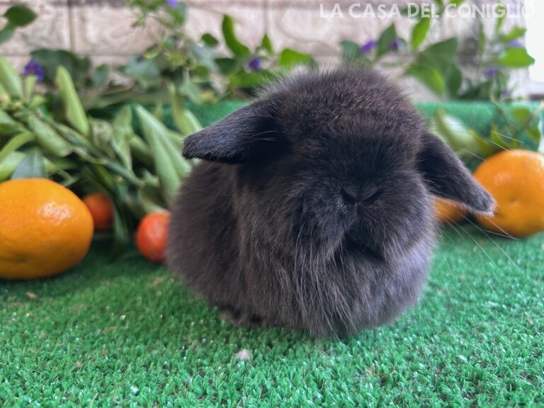 Bellissimo cucciolo minilop dark sable
