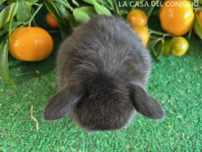 Bellissimo cucciolo minilop dark sable
