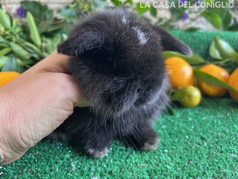 Stupenda femminuccia minilop dark sable