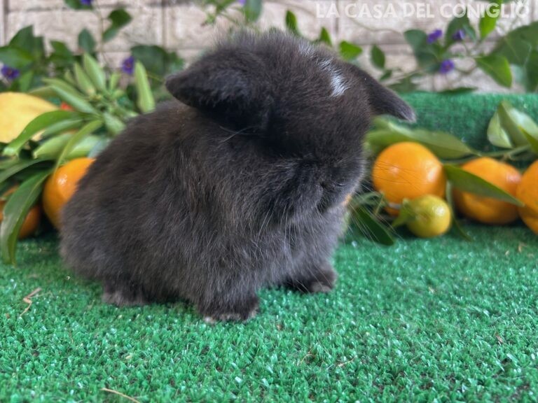 Stupenda femminuccia minilop dark sable