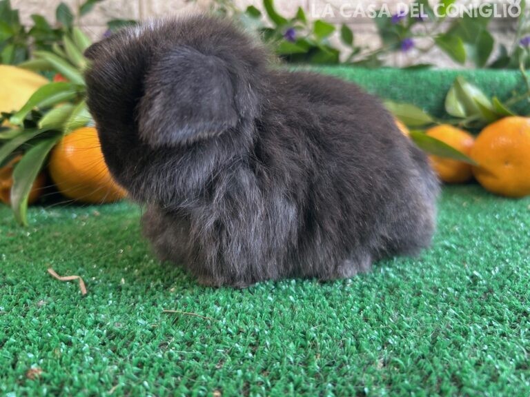 Stupenda femminuccia minilop dark sable