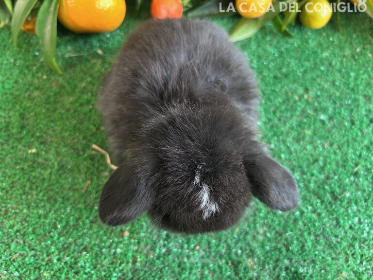 Stupenda femminuccia minilop dark sable