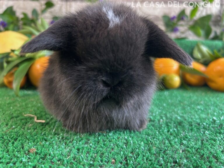 Stupenda femminuccia minilop dark sable