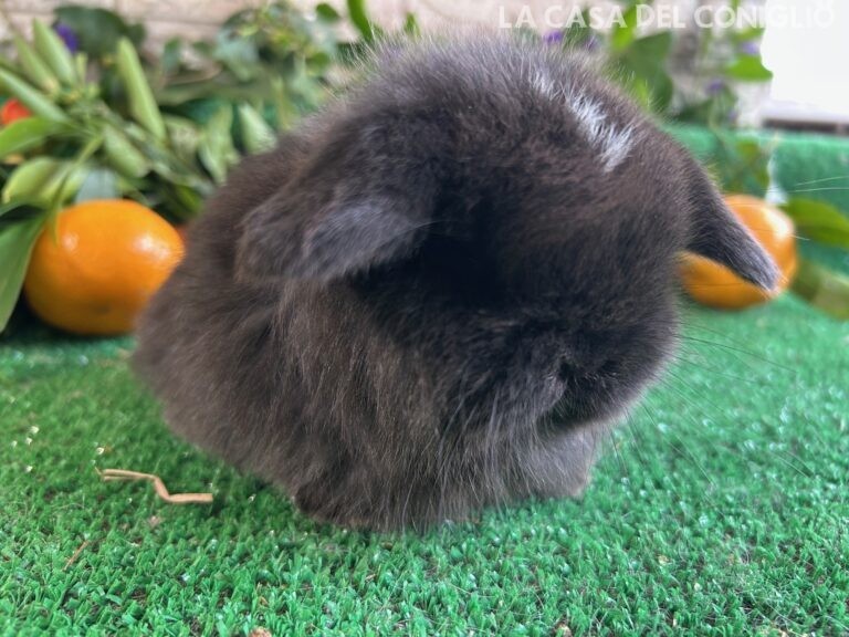 Stupenda femminuccia minilop dark sable