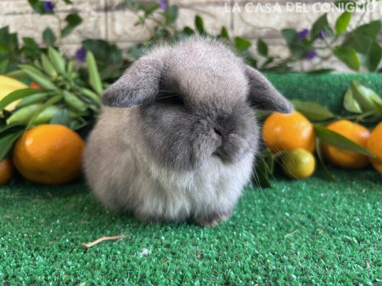 Meravigliosa cucciola minilop Seal Point