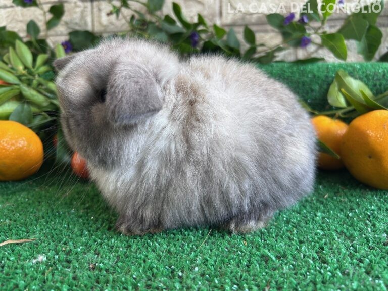 Meravigliosa cucciola minilop Seal Point