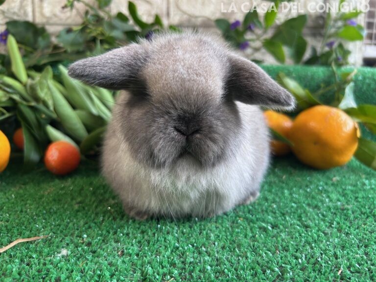 Meravigliosa cucciola minilop Seal Point