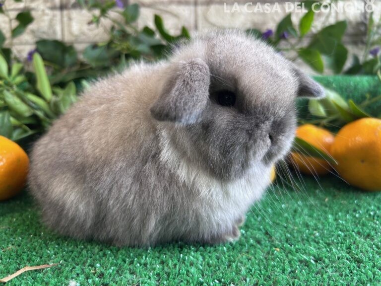 Meravigliosa cucciola minilop Seal Point