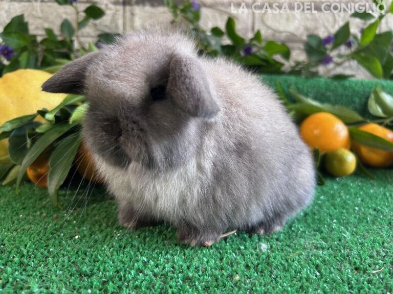 Meravigliosa cucciola minilop Seal Point