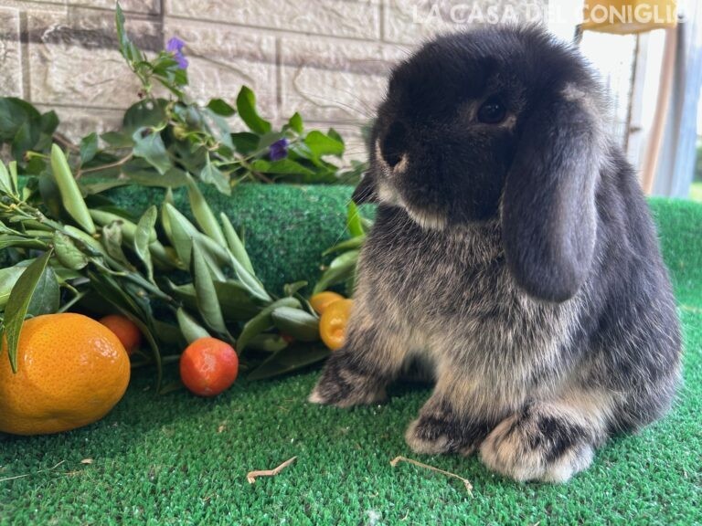 Bellissima cucciola minilop black otter