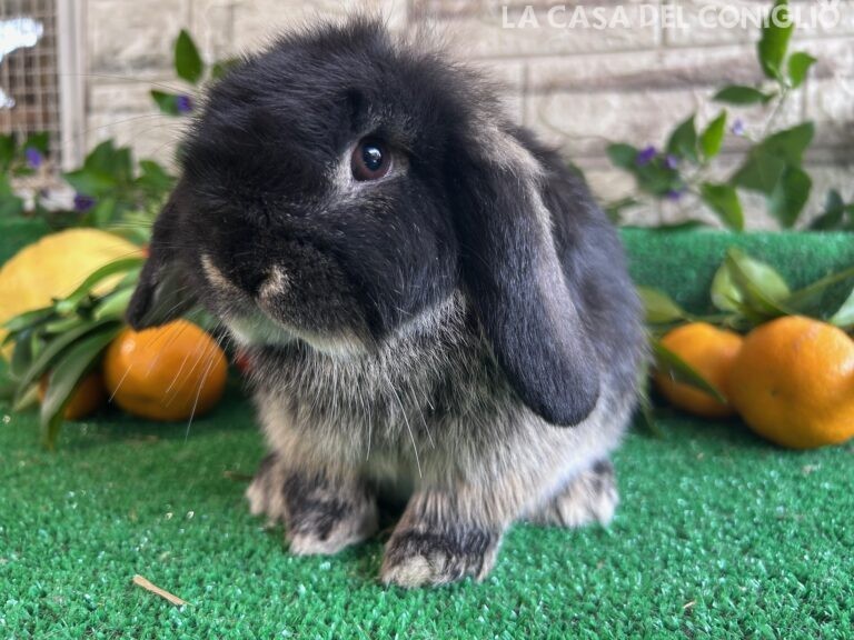 Bellissima cucciola minilop black otter