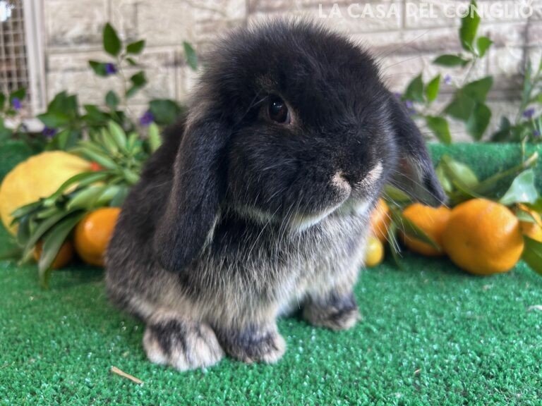 Bellissima cucciola minilop black otter