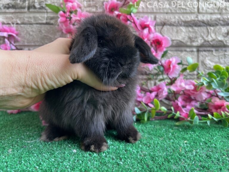 Bellissimo cucciolo minilop dark sable