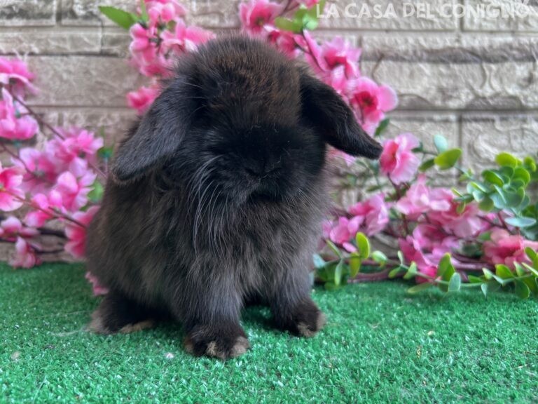 Bellissimo cucciolo minilop dark sable