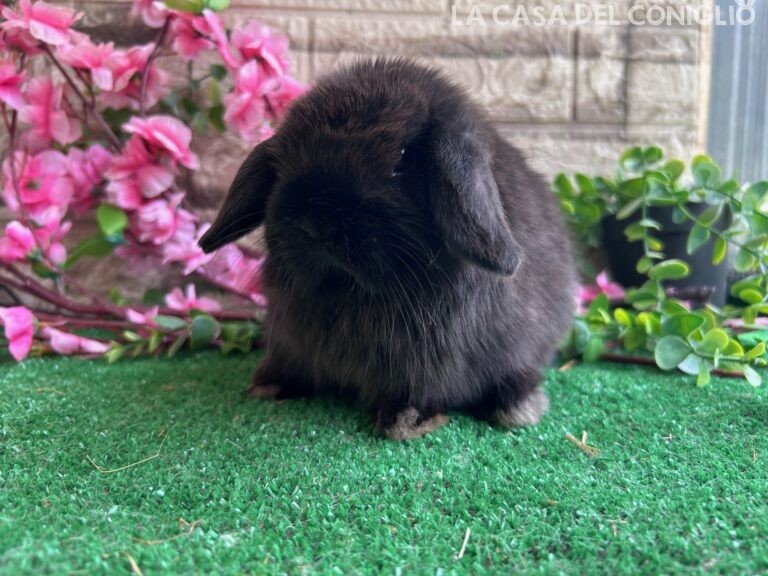 Bellissimo cucciolo minilop dark sable