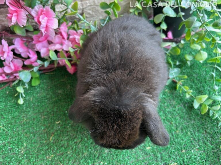 Bellissimo cucciolo minilop dark sable