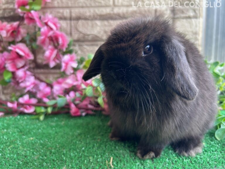 Bellissimo cucciolo minilop dark sable