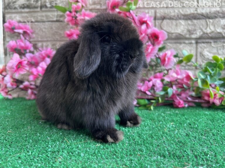 Bellissimo cucciolo minilop dark sable