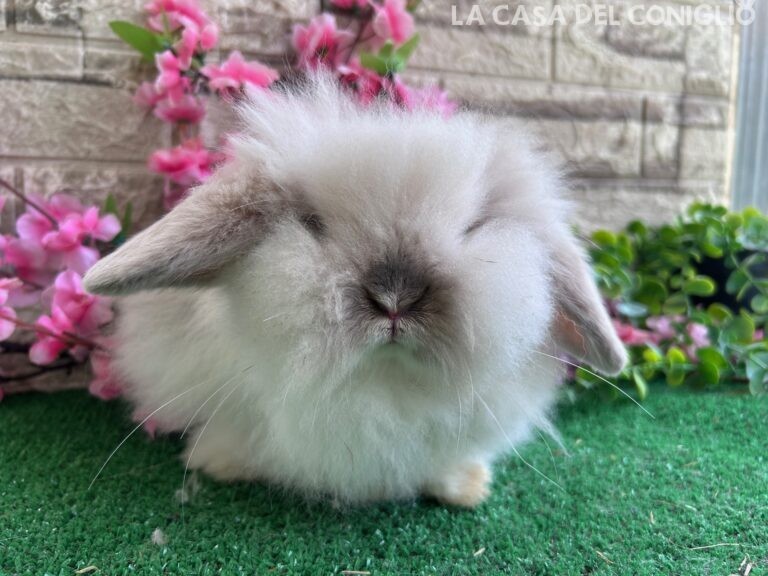 Bellissimo maschietto Teddy Lop