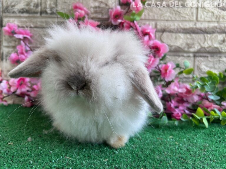 Bellissimo maschietto Teddy Lop