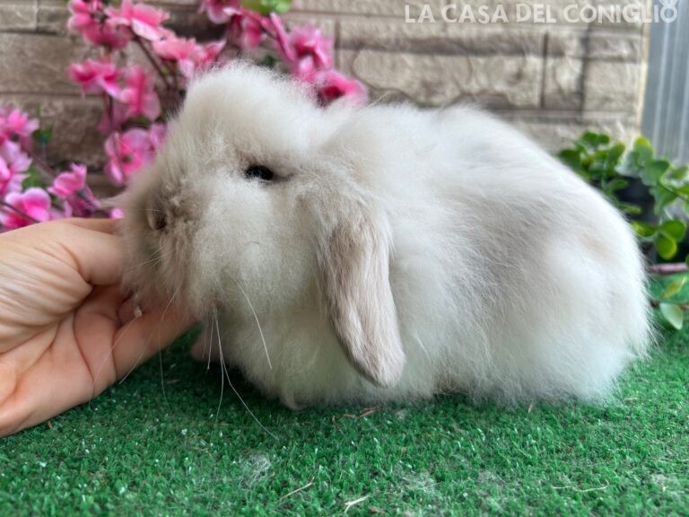 Bellissimo maschietto Teddy Lop