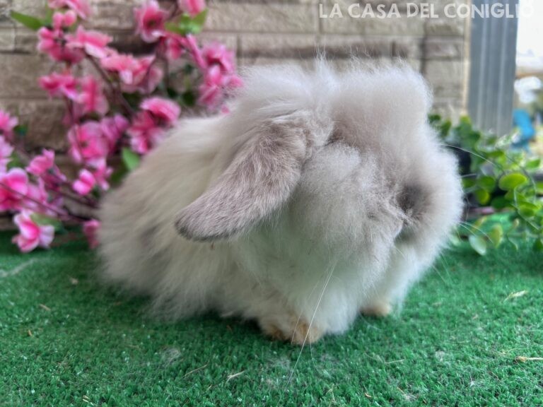 Bellissimo maschietto Teddy Lop