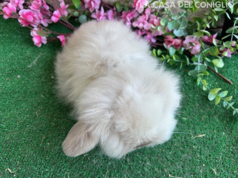 Bellissimo maschietto Teddy Lop