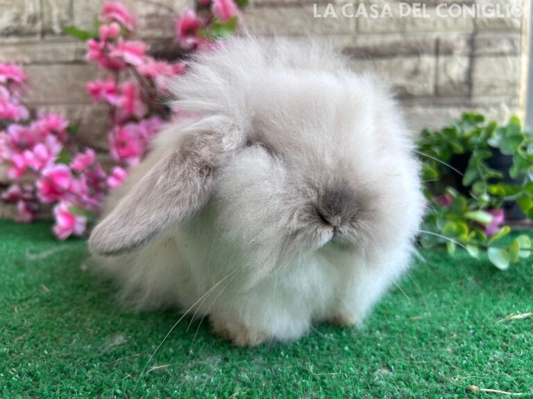 Bellissimo maschietto Teddy Lop