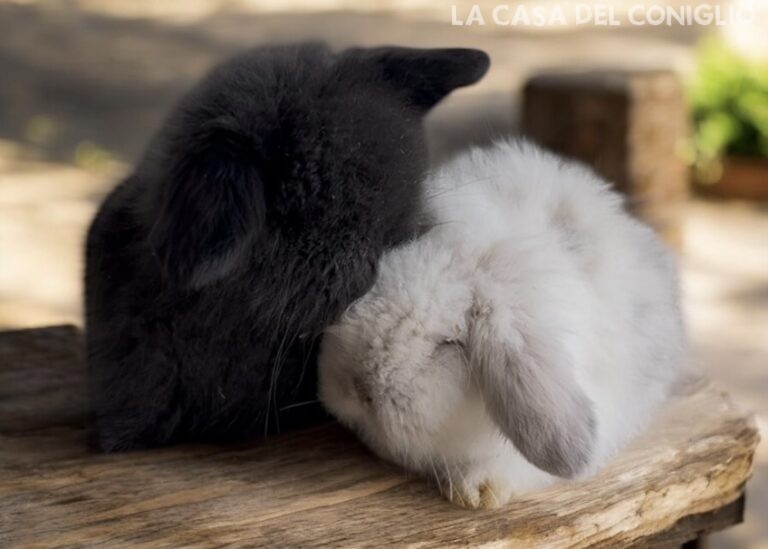 Bellissimi cuccioli Teddy Lop