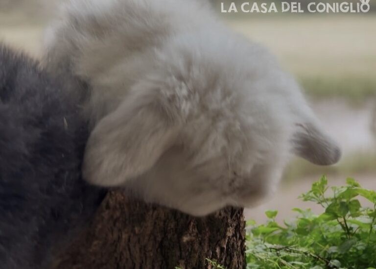 Bellissimi cuccioli Teddy Lop