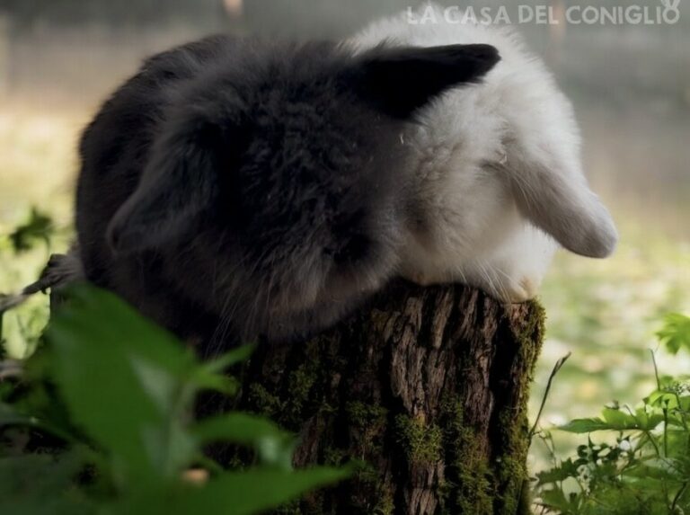 Bellissimi cuccioli Teddy Lop