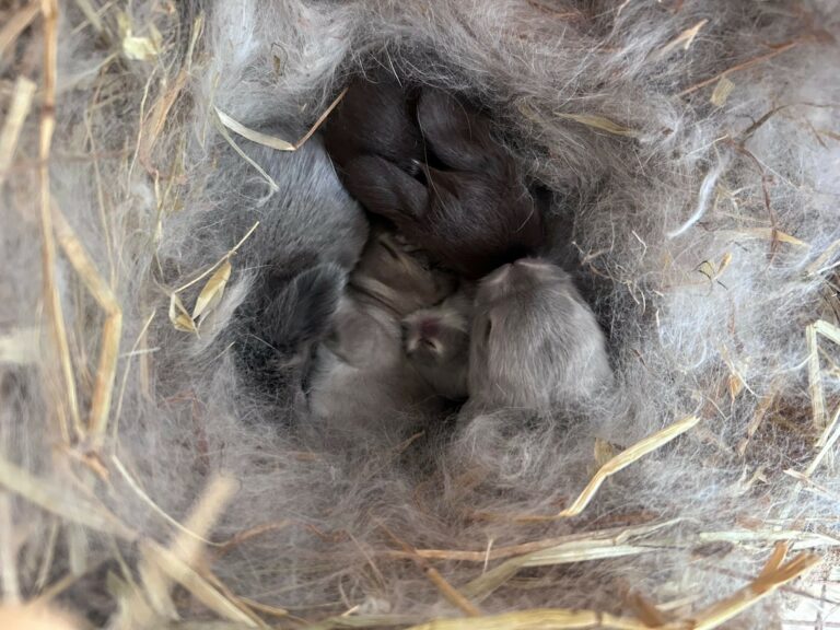 Meravigliosi cucciolini minilop
