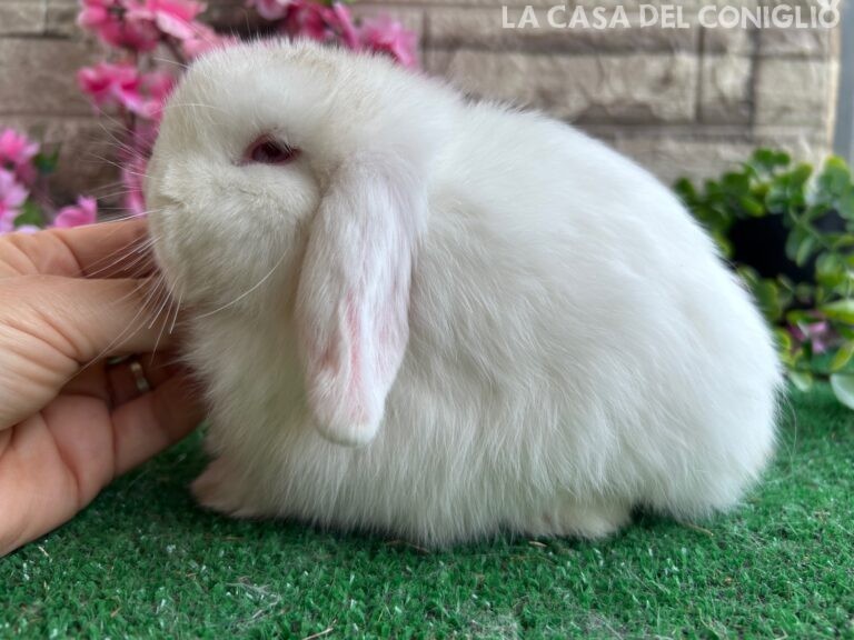 Dolcissimo cucciolo minilop bianco occhi celesti/rosa