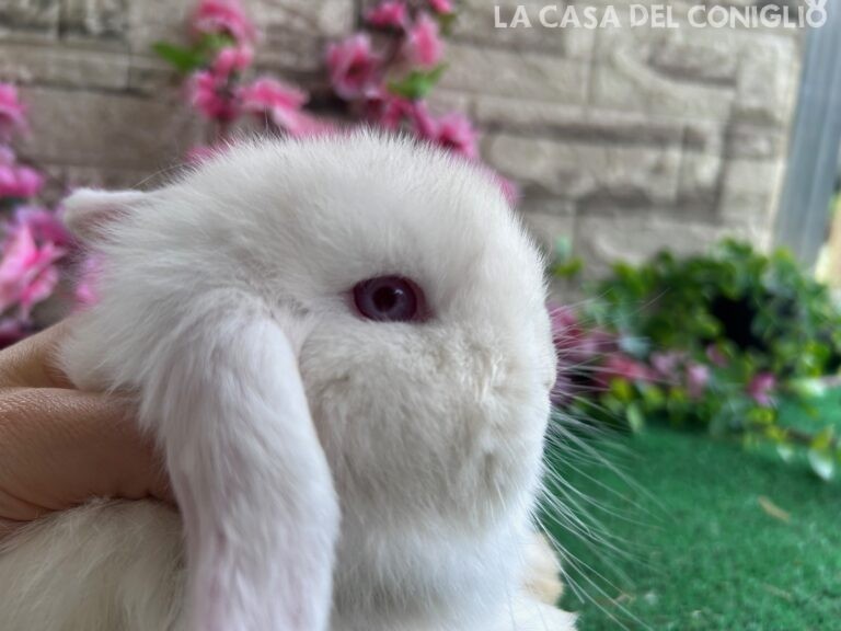 Dolcissimo cucciolo minilop bianco occhi celesti/rosa