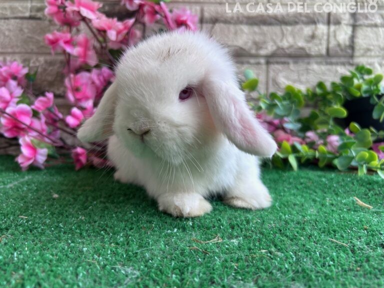 Dolcissimo cucciolo minilop bianco occhi celesti/rosa