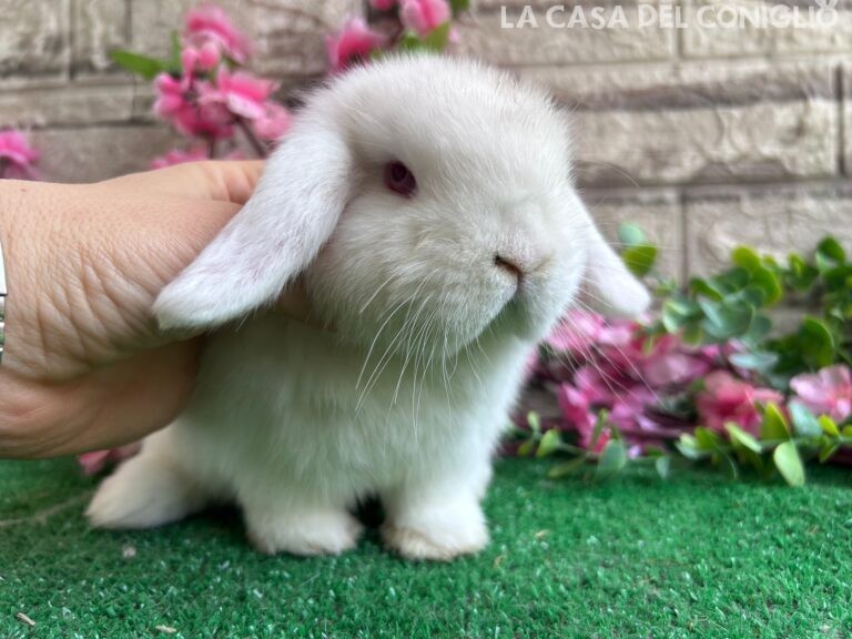 Dolcissimo cucciolo minilop bianco occhi celesti/rosa