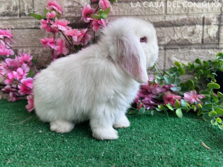 Dolcissimo cucciolo minilop bianco occhi celesti/rosa