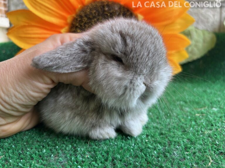 Meravigliosa femminuccia minilop cincillà/choco