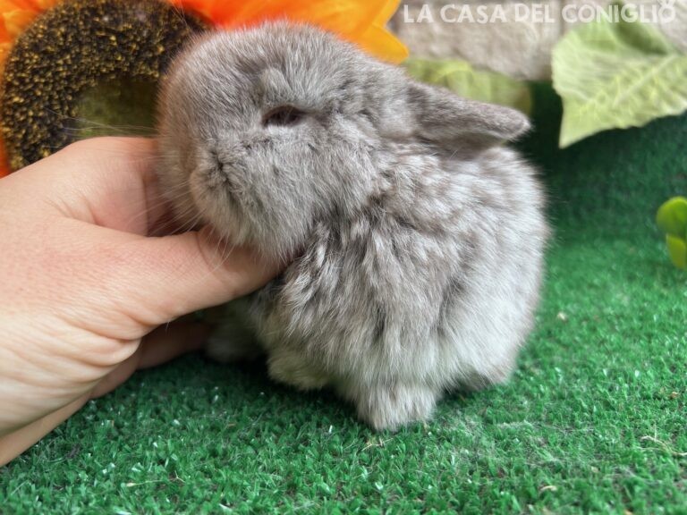 Meravigliosa femminuccia minilop cincillà/choco