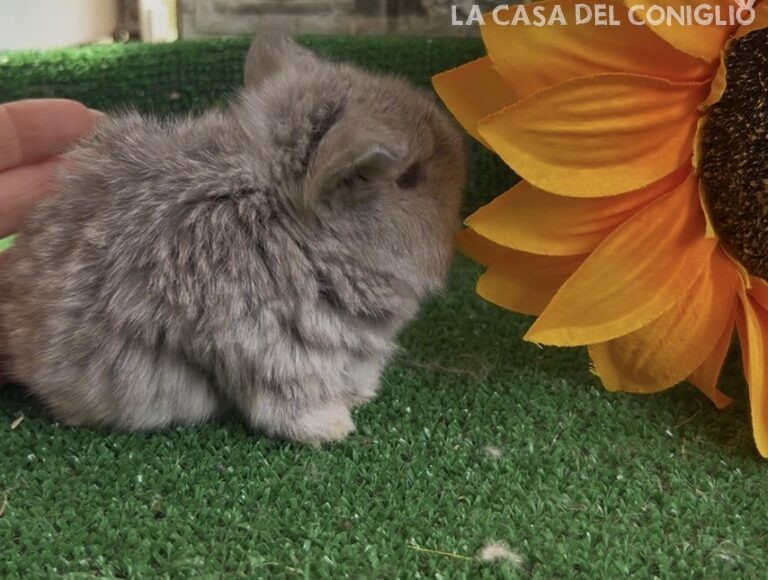 Meravigliosa femminuccia minilop cincillà/choco