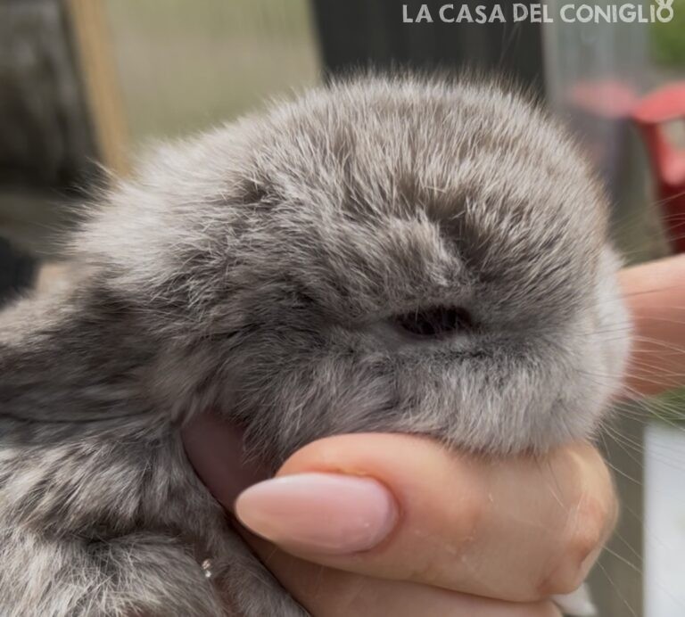 Meravigliosa femminuccia minilop cincillà/choco