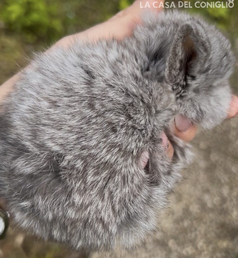 Meravigliosa femminuccia minilop cincillà/choco